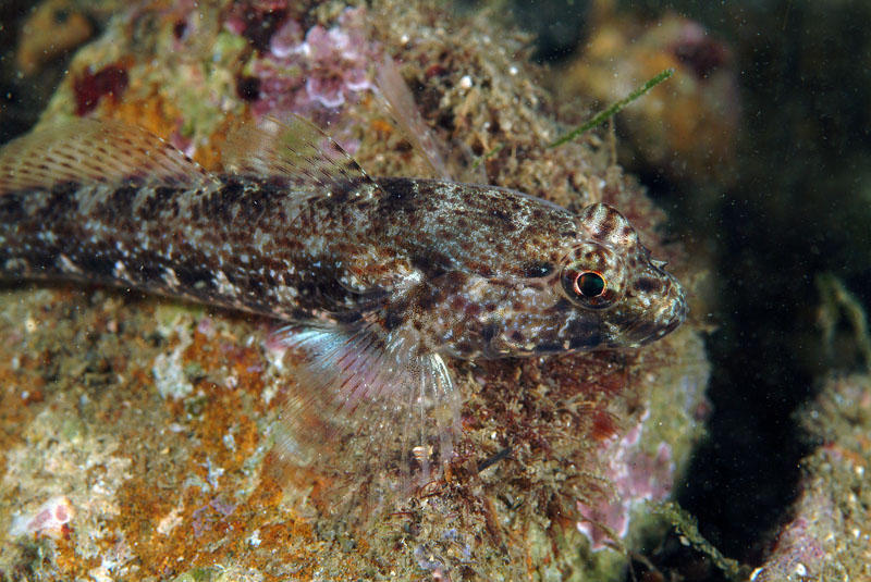 Gobius niger e Gobius incognitus